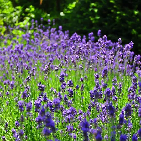 Lawendowe Wzgórze Zachelmie (Jelenia Gora)