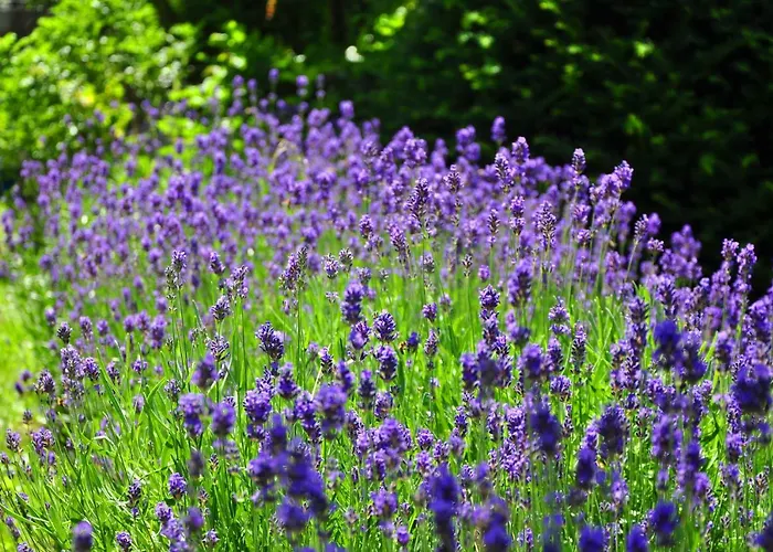 Lawendowe Wzgorze Zachelmie (Jelenia Gora)